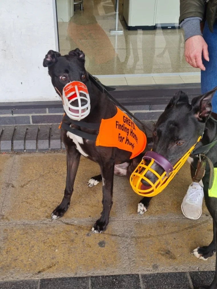 Two dogs wearing muzzles and orange vests with the text 'GREYS Finding Homes For Hounds' on one of them, standing outside a building.