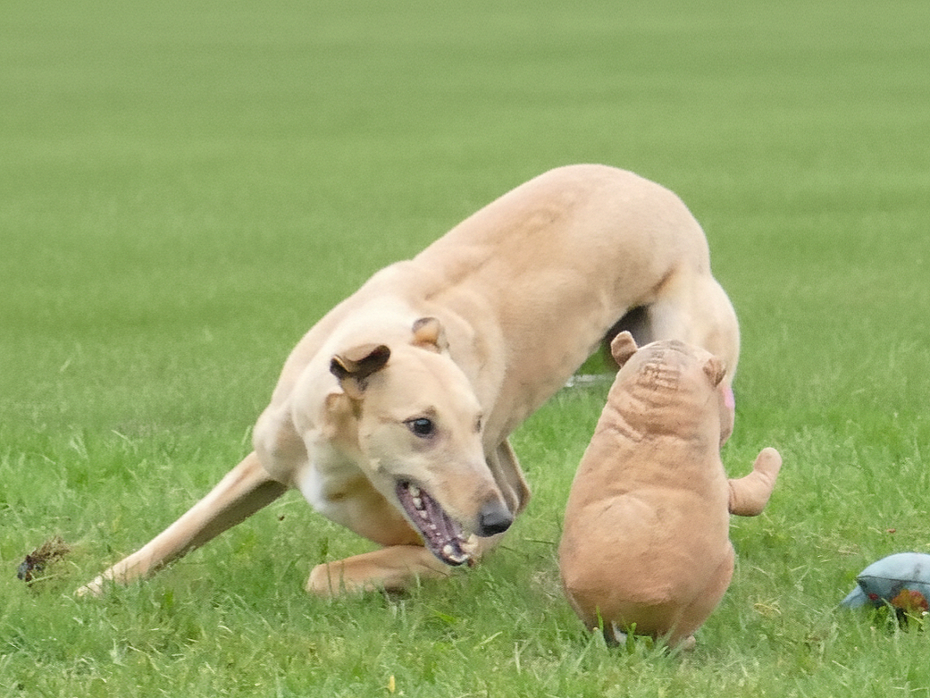 A large tan dog is playing with a small tan plush toy on a grassy field.