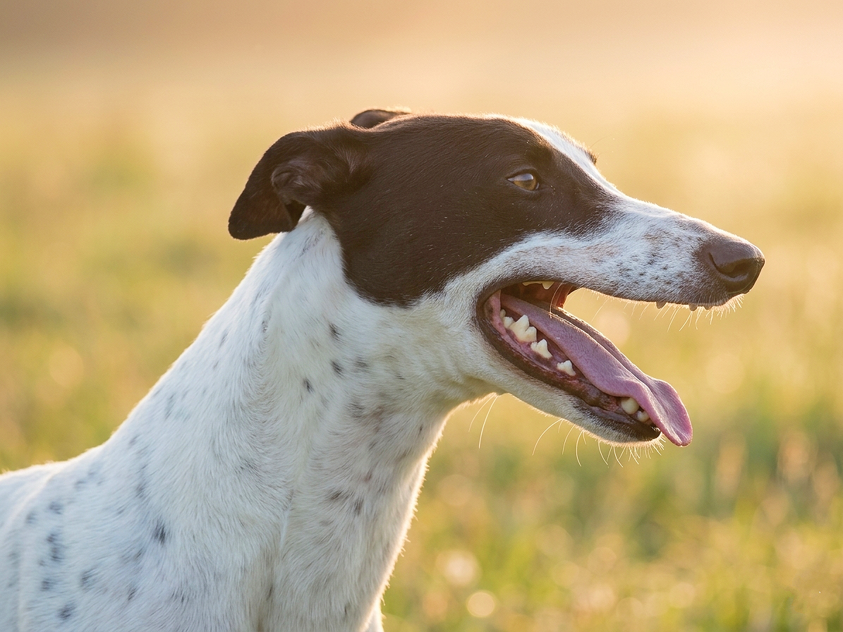 A black and white dog with a pink tongue hanging out standing outdoors in a field at sunset.