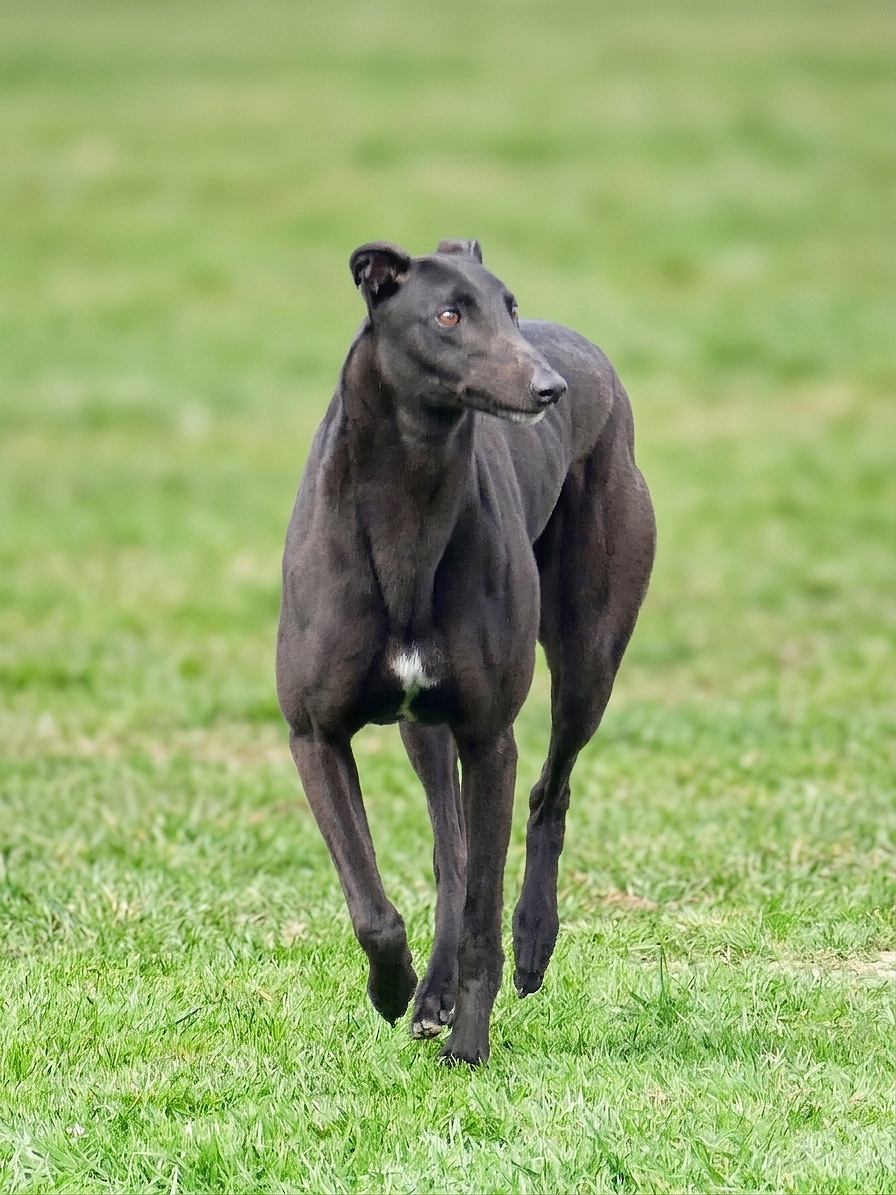 A black dog running on green grass in an open field.
