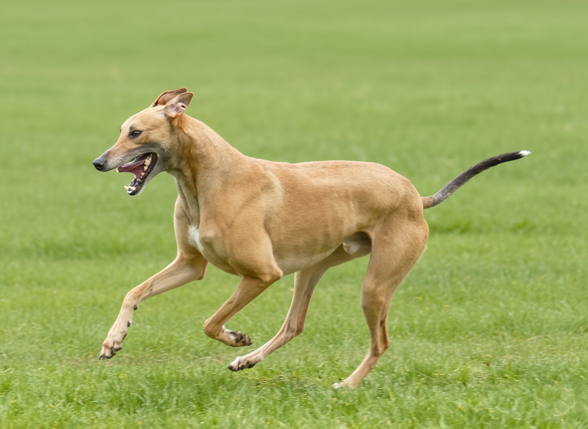 A tan dog running on a grassy field with a happy expression and tongue slightly out.