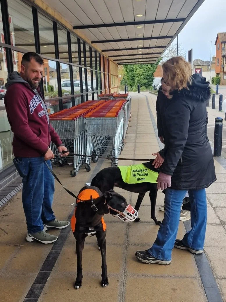 Two women with two dogs outside a store, with shopping carts in the background. One dog wears an orange vest, the other a green vest that says 'Looking For My Forever Home.'