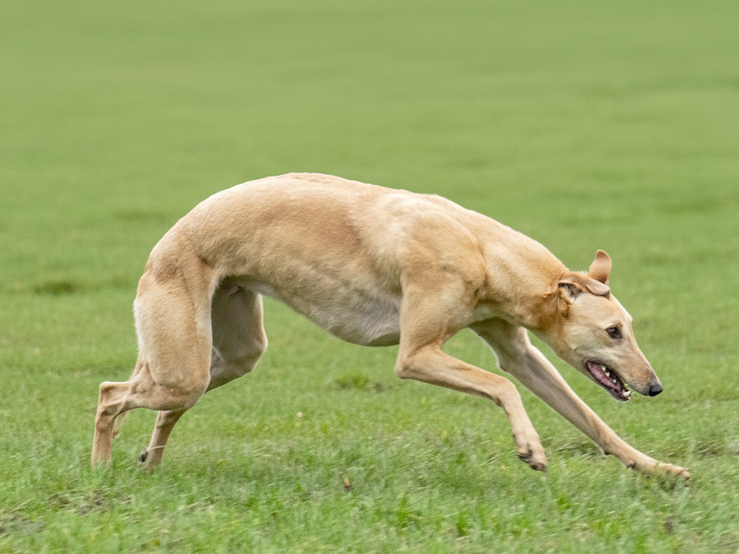 A tan greyhound dog running on green grass.