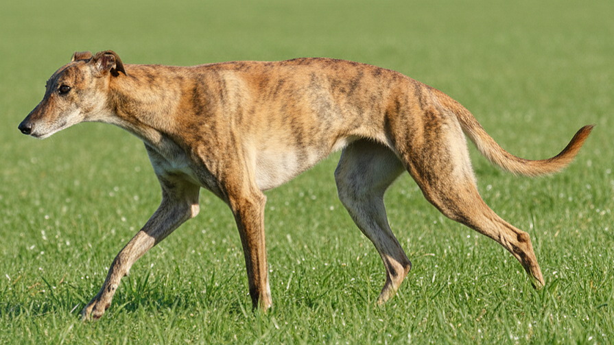 A dog with the body of a greyhound and the face of a deer walking on grass.