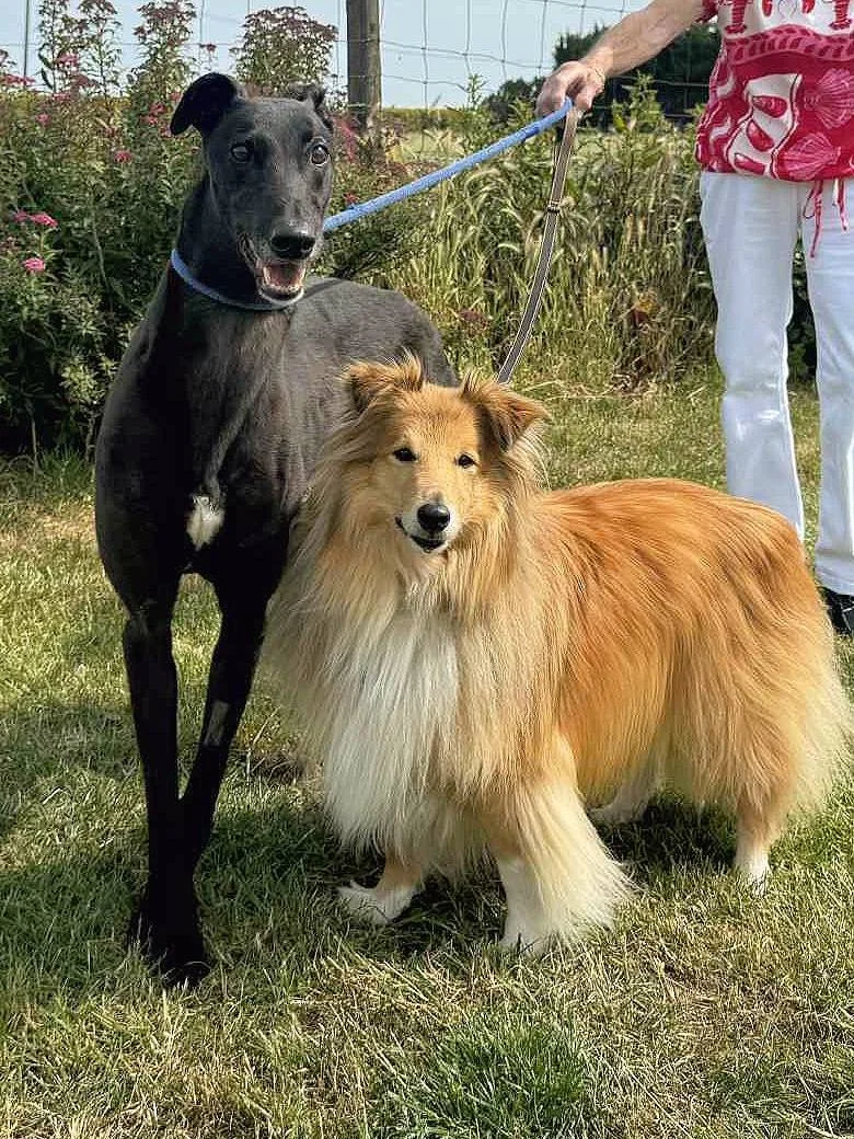 A black dog and a long-haired collie standing on grass, with the person holding their leashes partially visible in the background.