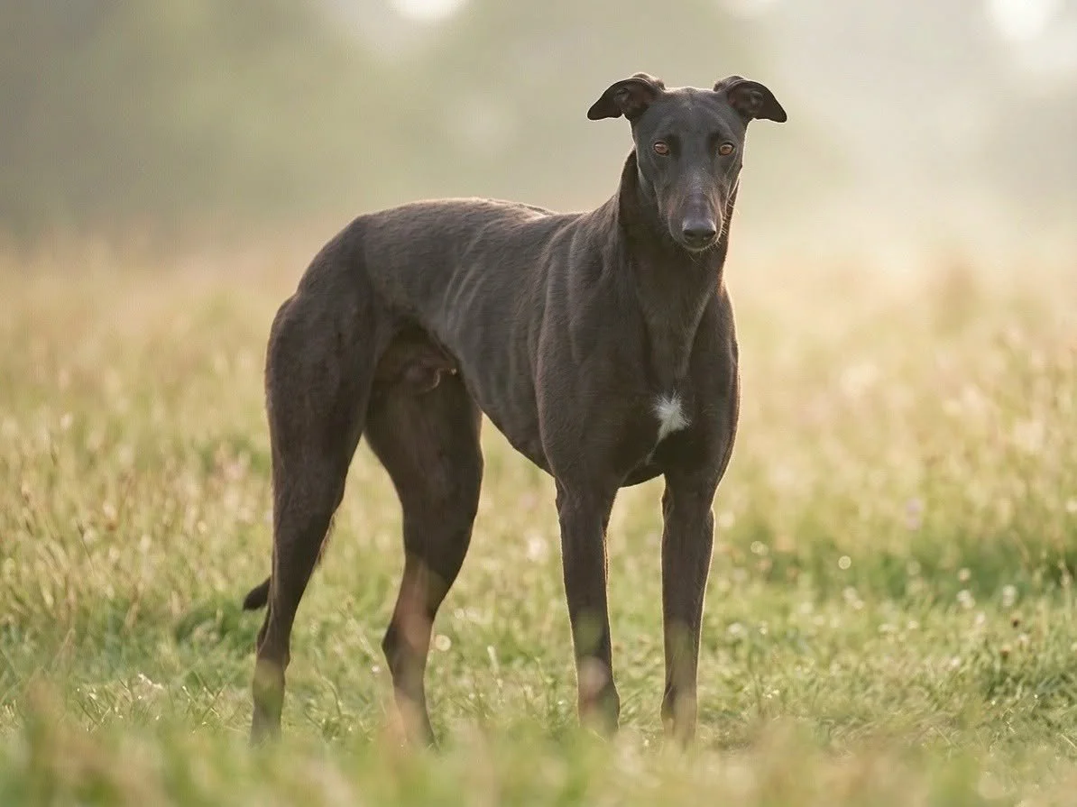 A black dog with a white patch on its chest standing in a grassy field during daylight.