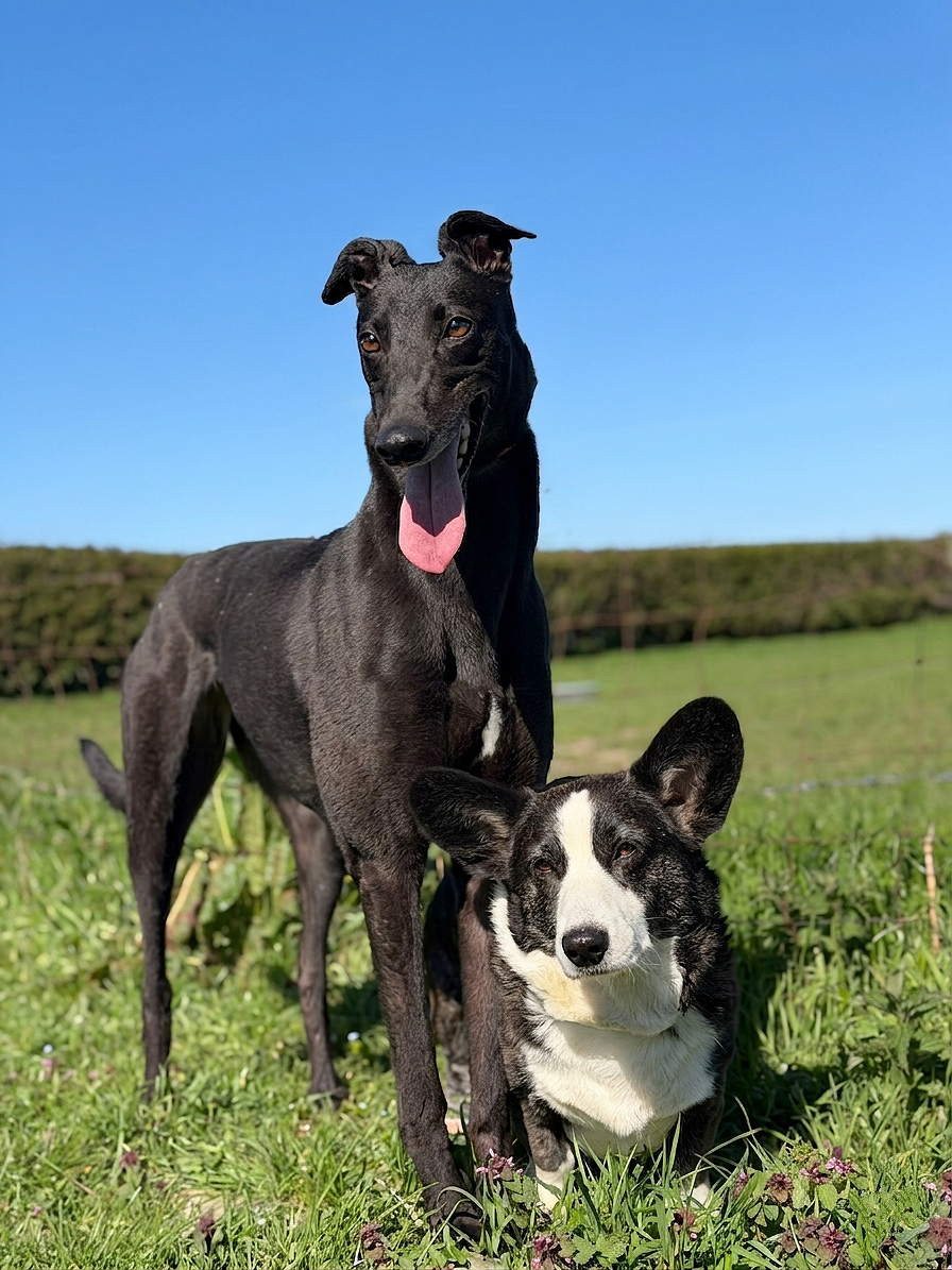 Two dogs, one black and one black and white, standing on grass in a field under a clear blue sky.