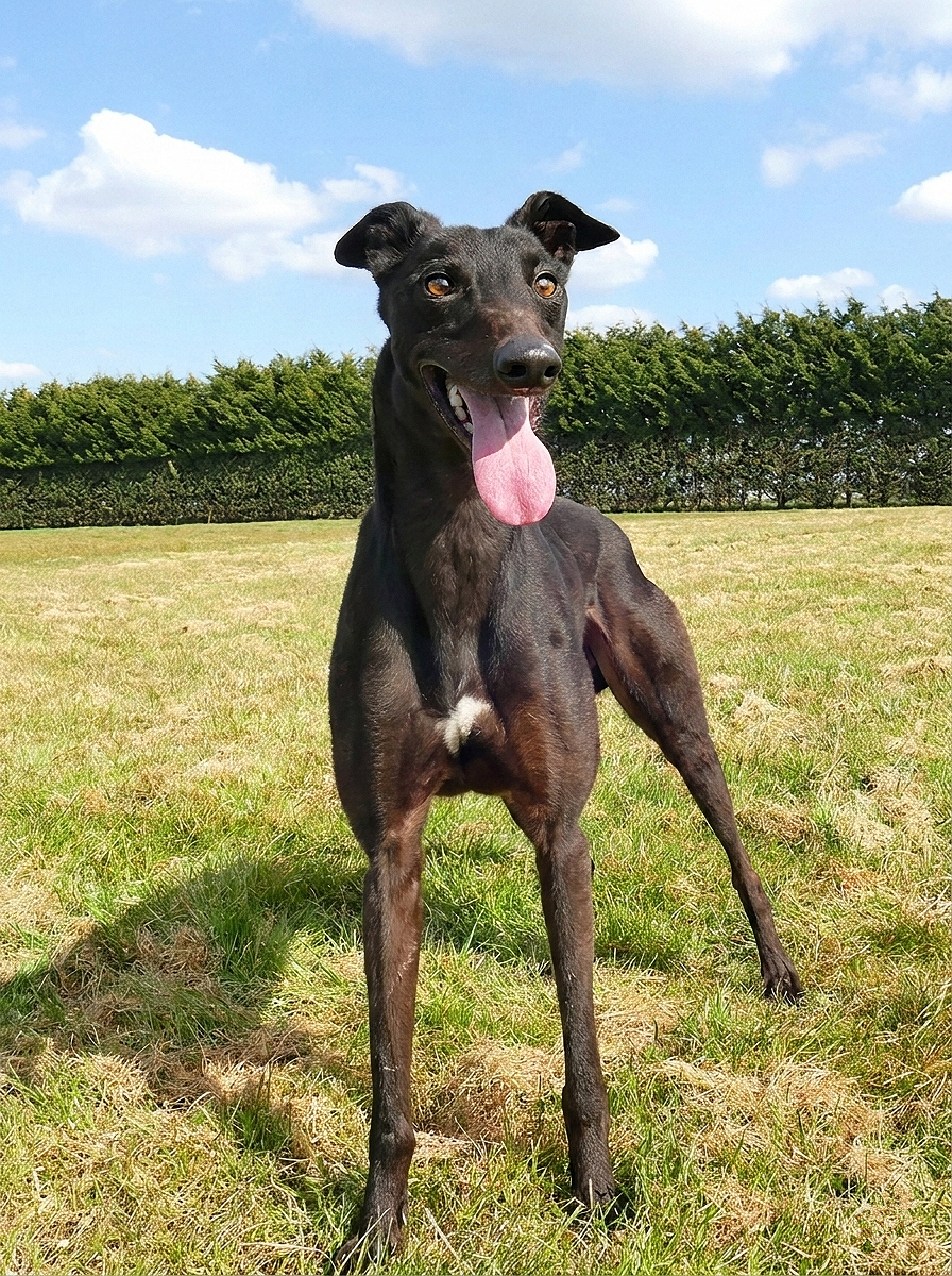 A black dog standing on grass in an open field with a hedge and blue sky with clouds in the background, looking happy with its tongue out.