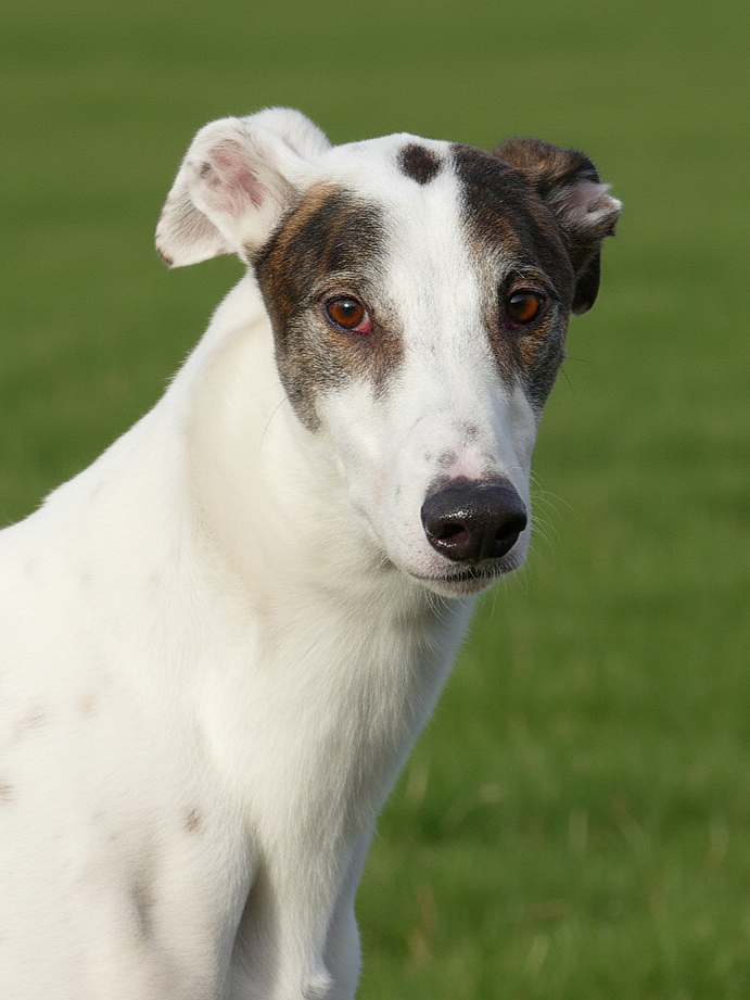 Close-up of a white and brindle-coated dog with brown eyes, sitting outdoors on green grass.