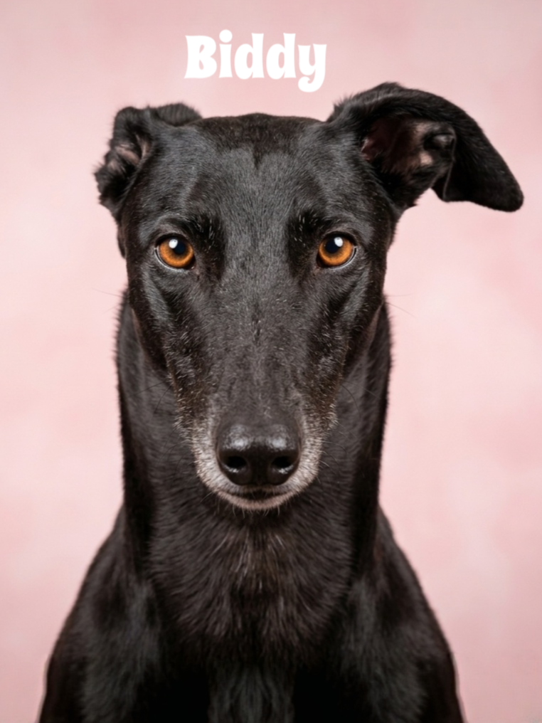 black greyhound called biddy