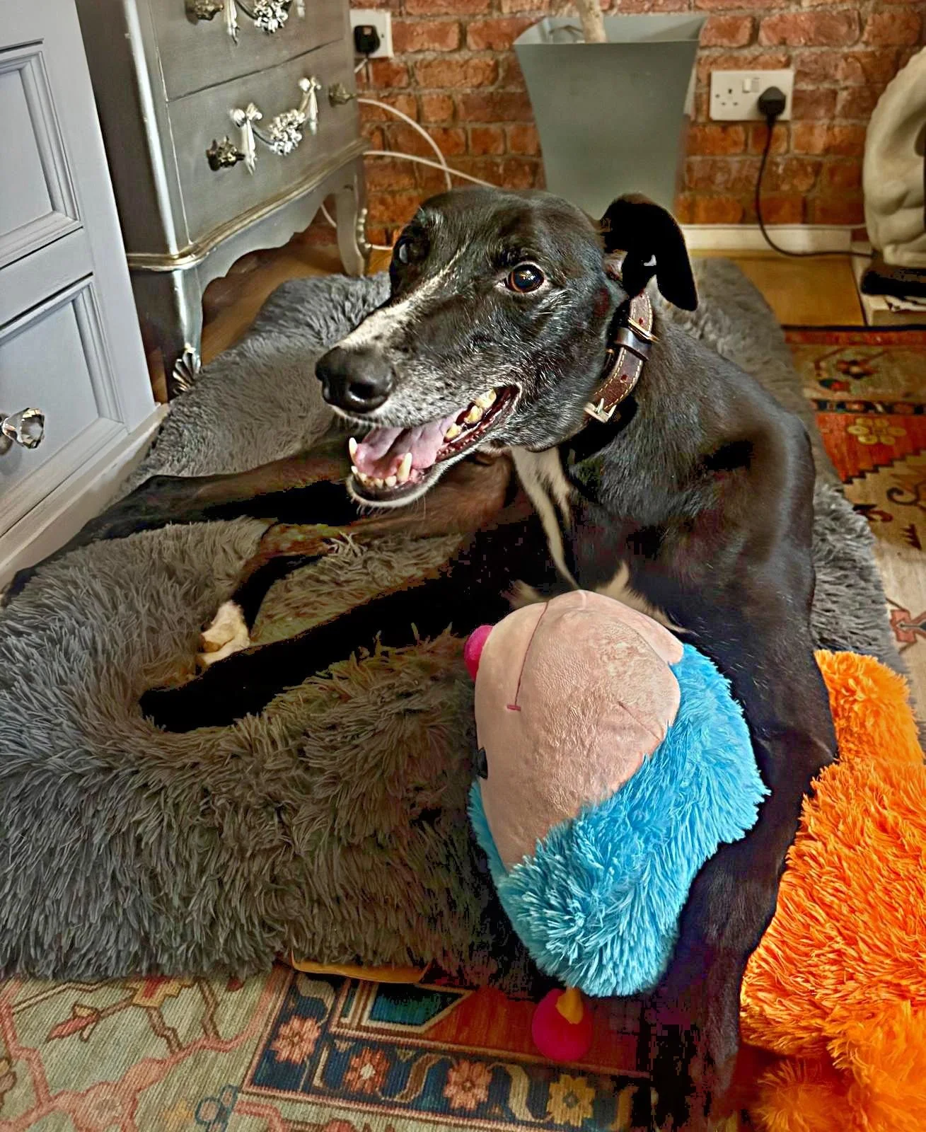 Frank (Canavour Jay)