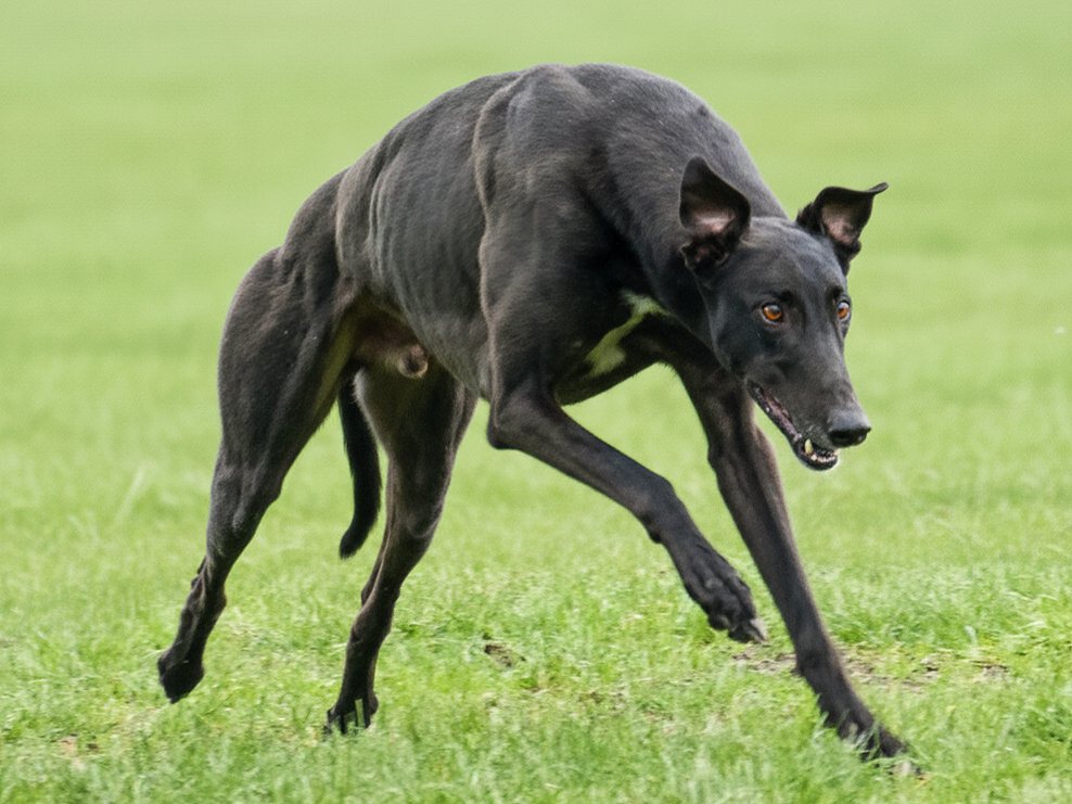 A black dog running on a grassy field, looking focused and alert.