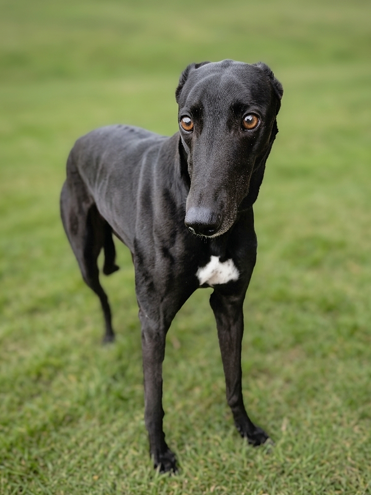 A black greyhound dog with a white patch on its chest standing on grass with a blurred green background.