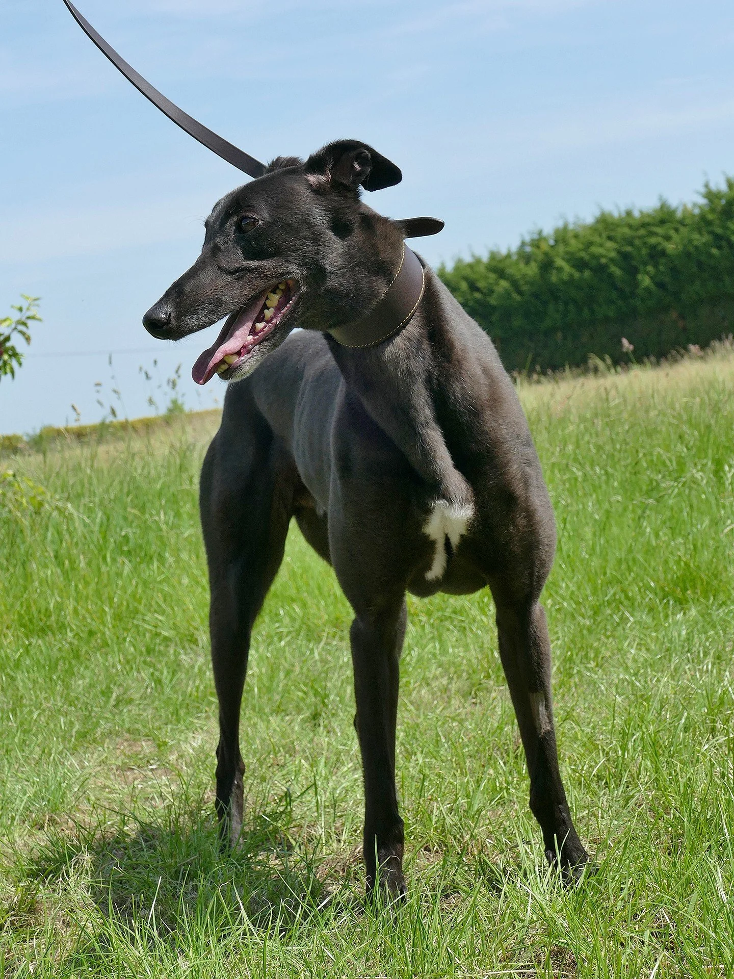 A black greyhound dog standing on green grass outdoors with a blue sky in the background.