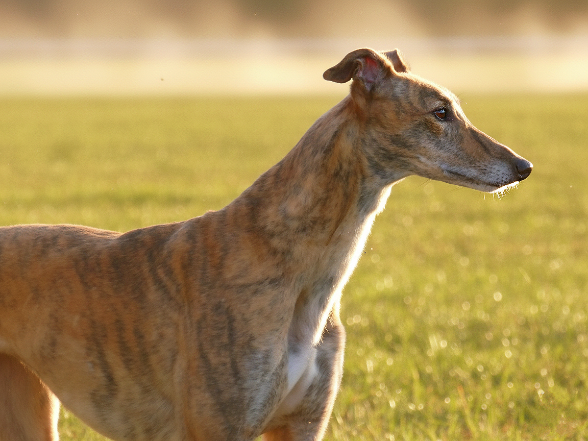 A brindle-colored dog with a slender build standing in a grassy field during sunset.