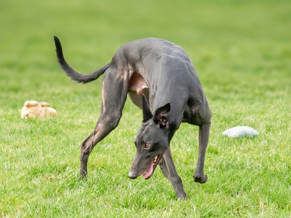 A black dog, possibly an Italian Greyhound, playing on a green grassy field with a toy and a stuffed animal in the background.