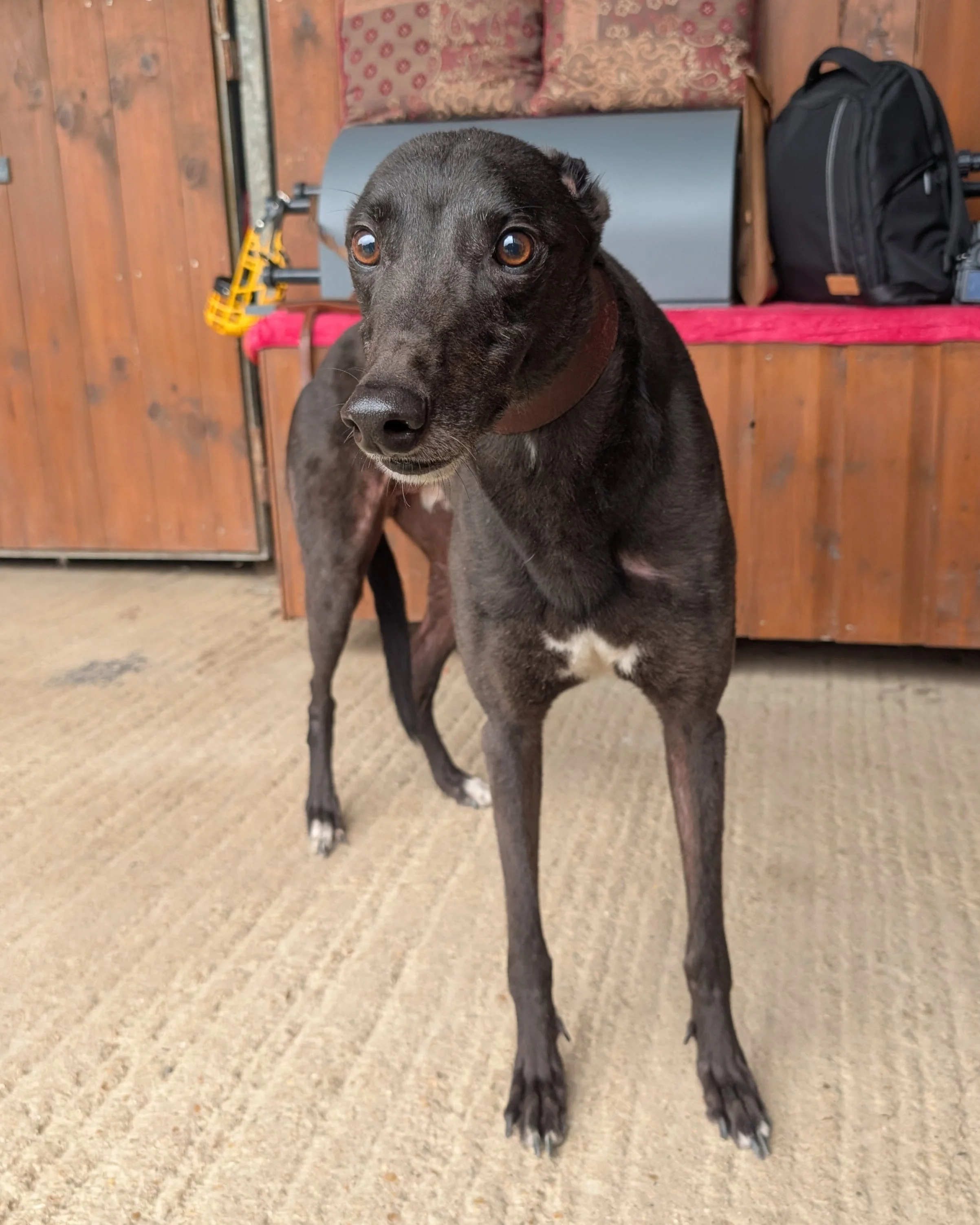 A black dog with white paws and brown eyes looking at the camera, standing indoors on a beige carpet. There is a wooden wall, a bench with a red cushion, and a black backpack in the background.