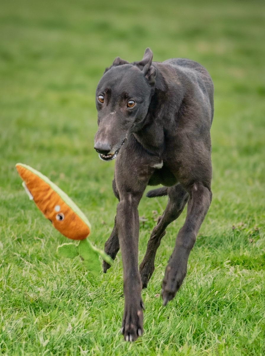 A greyhound dog running on a grassy field chasing a plush carrot toy with a face.