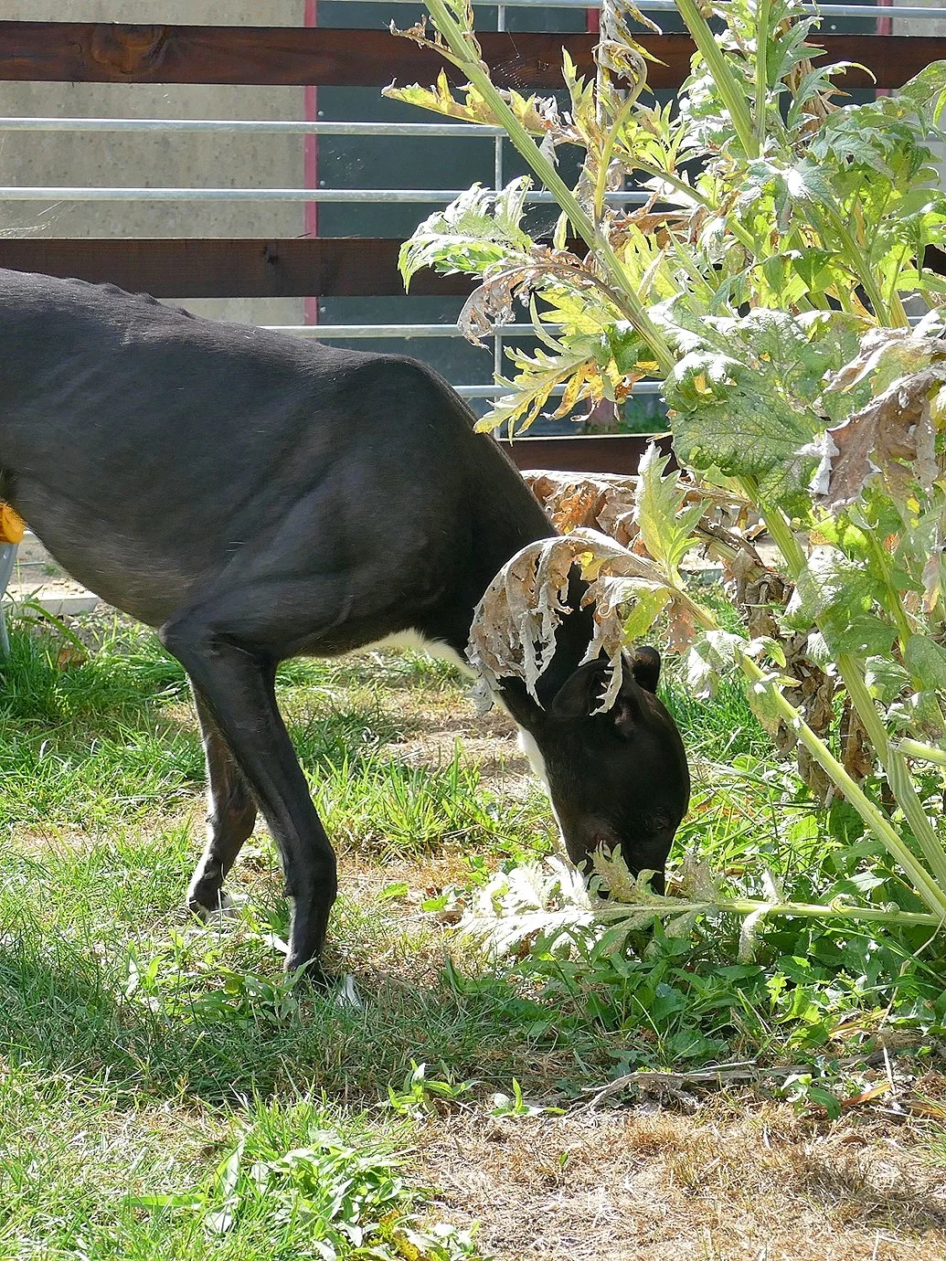 A black and white dog with a slender body and short coat, sniffing the ground near a leafy plant with damaged leaves in a backyard with green grass and a fence in the background.