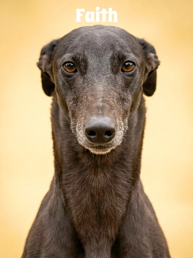 Close-up of a black dog with amber eyes against a yellow background with the word 'Faith' written at the top.