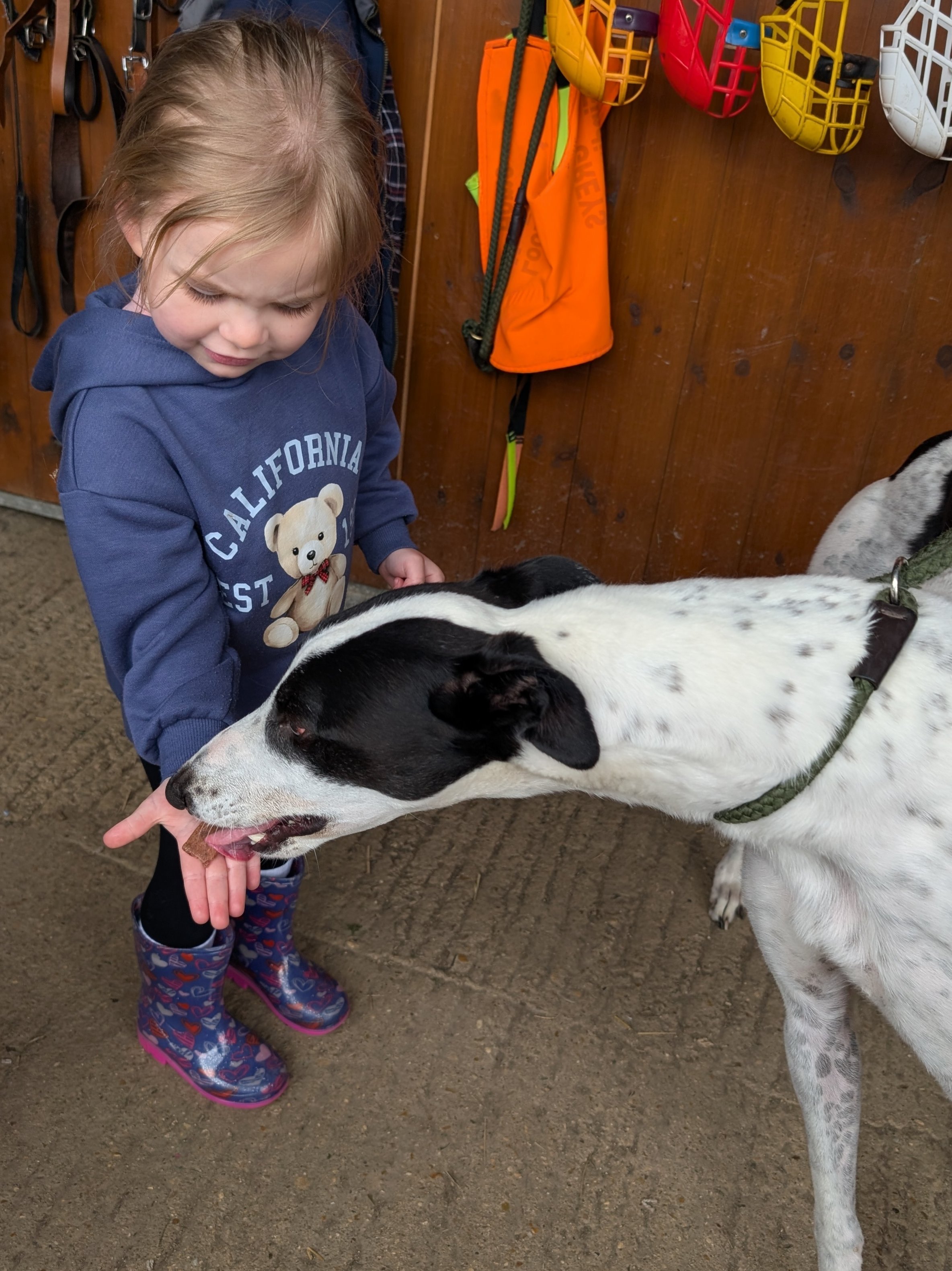 A young girl petting a black and white dog that is licking her hand. The girl is wearing a blue hoodie with a teddy bear on it and rain boots with a colorful pattern. The setting appears to be a pet or animal care facility, with hooks and supplies ha
