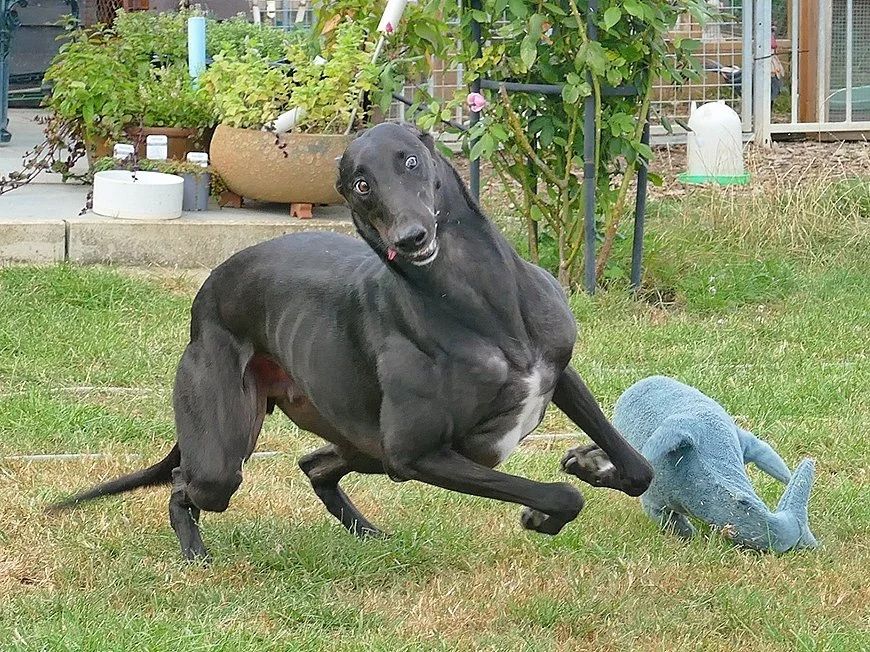 A black dog appears to be startled or surprised in a grassy backyard, with a blue dinosaur toy nearby, and plants and gardening items in the background.