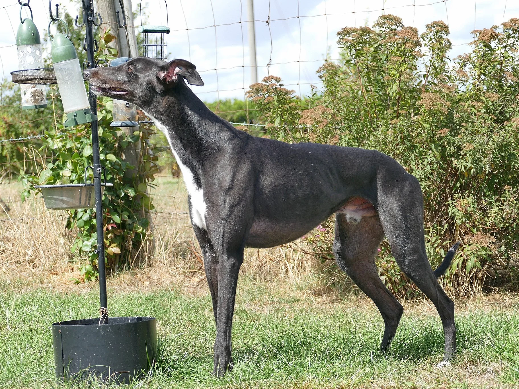 A black Greyhound dog with a white chest and paws drinking water from a water dispenser in a backyard, with bushes and a wire fence in the background.
