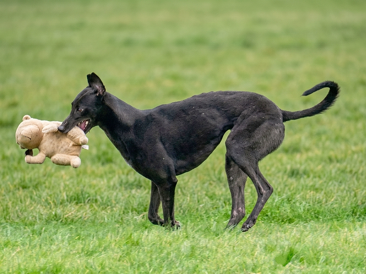 Black greyhound pulling a beige teddy bear toy on a grassy field