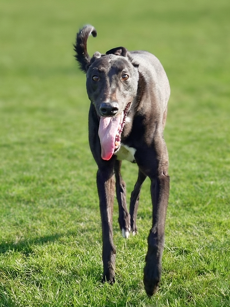 A black dog with a white patch on its chest running on a grassy field, tongue out, ears back, in sunny weather.