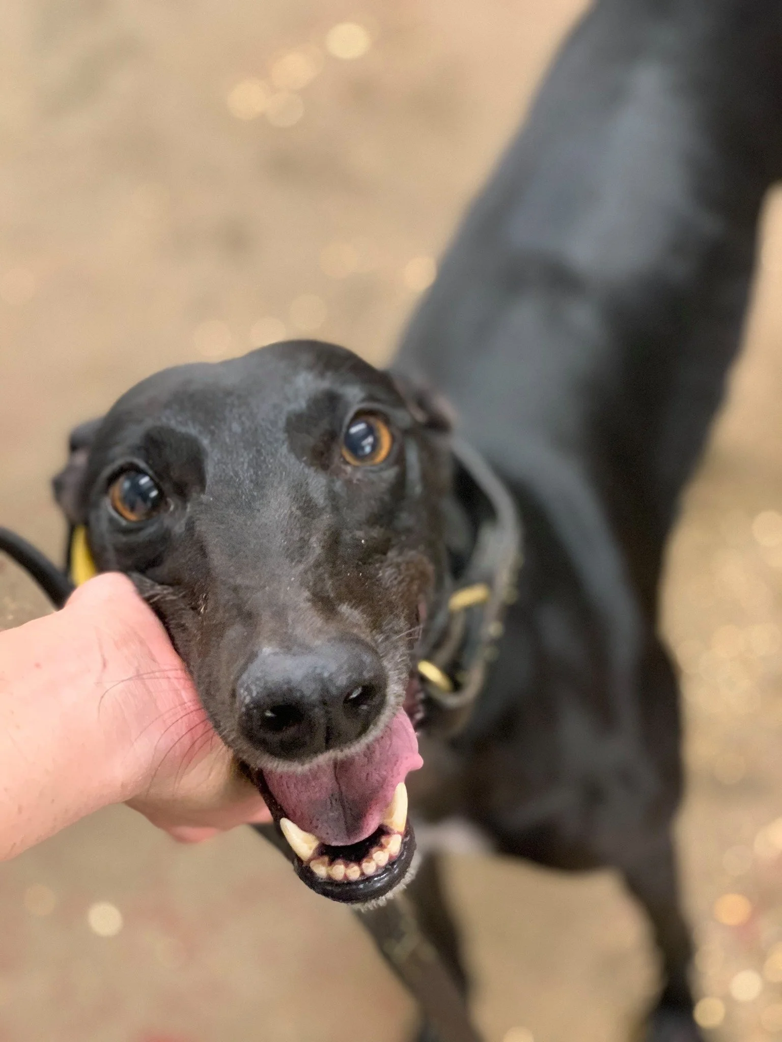 Diane (Savana Diane)