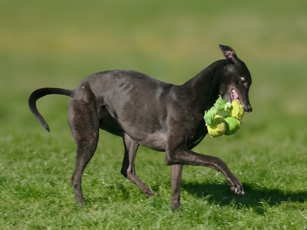 A black dog running on grass with a small bunch of green lettuce in its mouth.