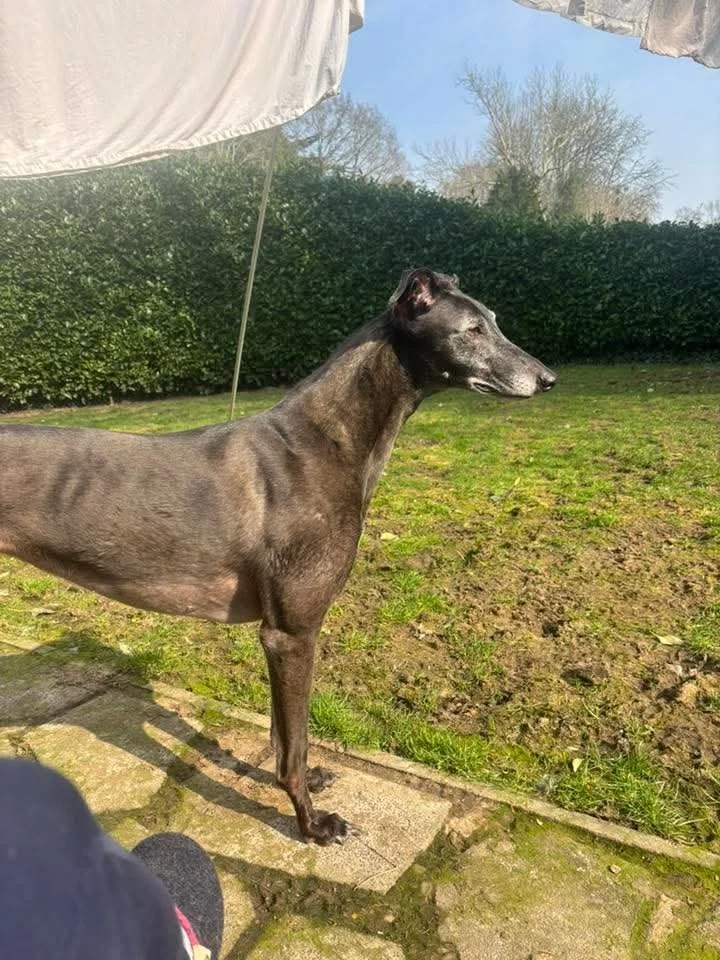 Black greyhound standing on a patio in a backyard with grass and bushes in the background.