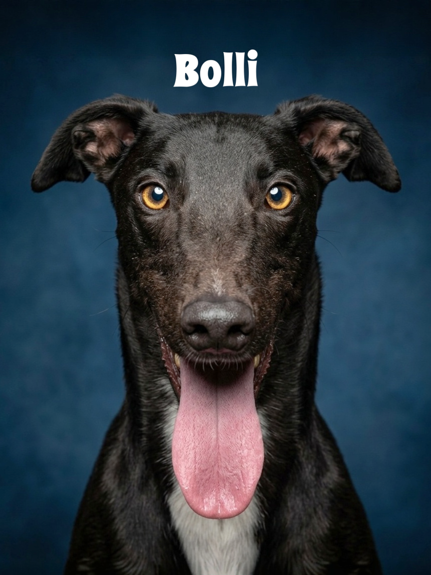 Close-up of a black dog with tan eyes and a pink tongue hanging out, on a blue background with the text 'Bollii' above its head.