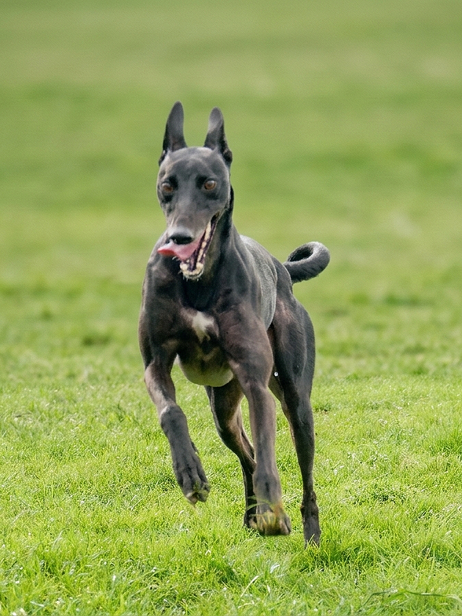 A black dog with a smooth coat running on a grassy field.