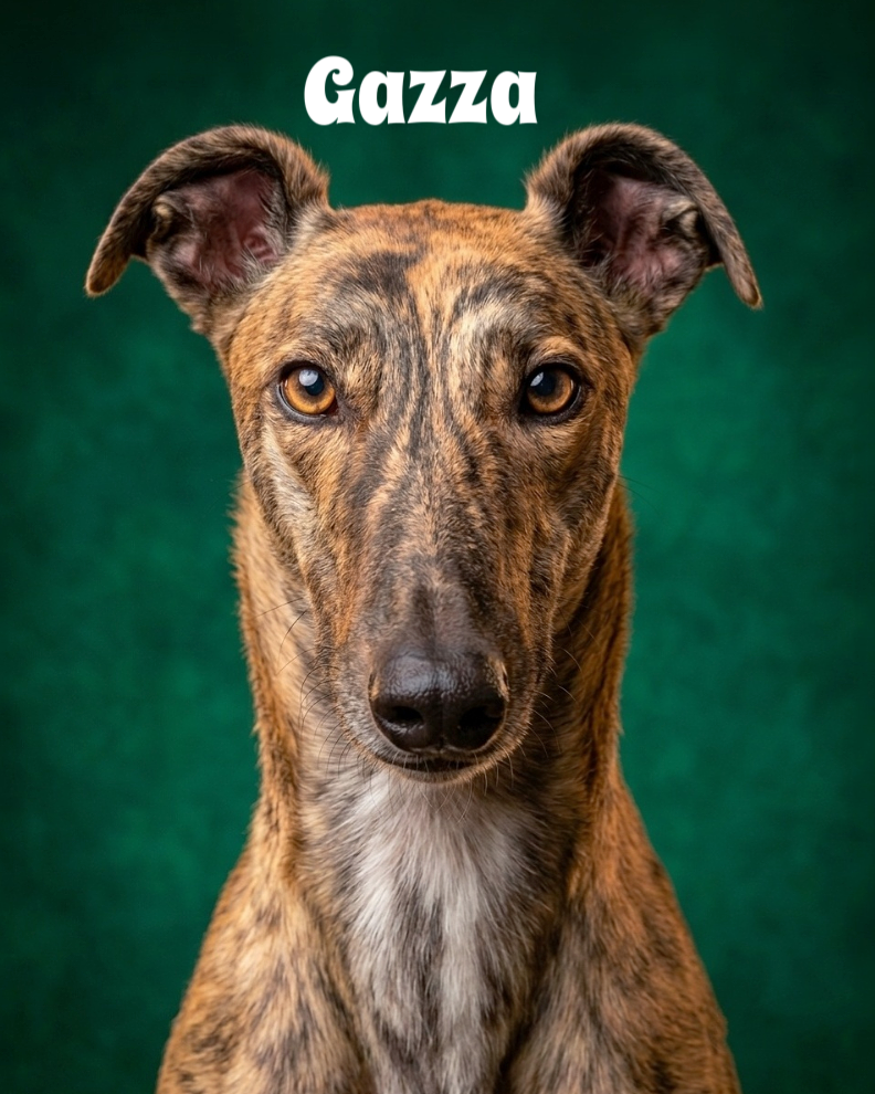 A brindle-coated dog with amber eyes on a green background with the word 'Gazza' above its head.