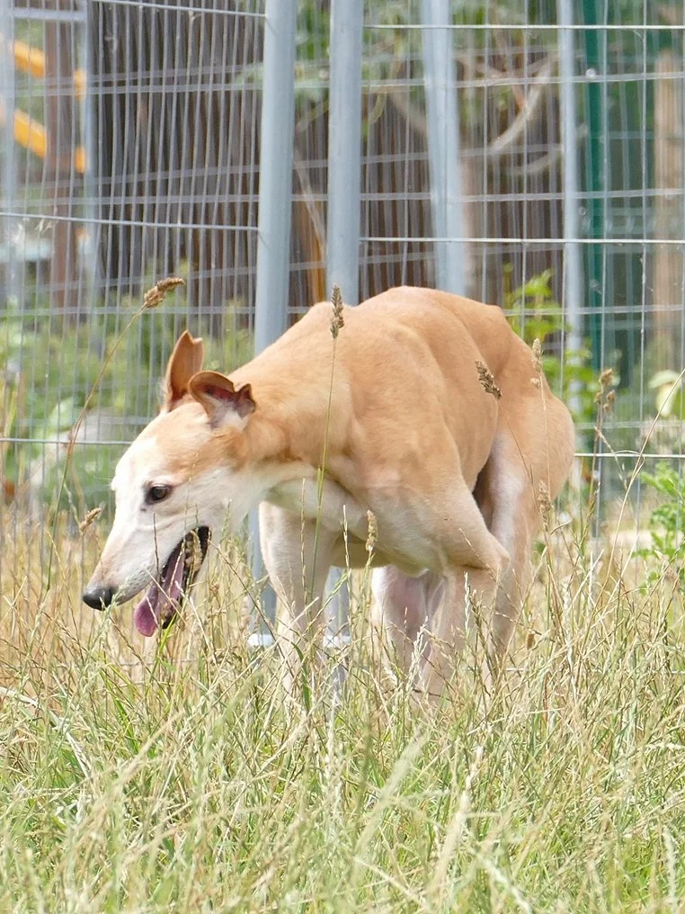 A tan dog with a white face walking through tall grass in a fenced yard.