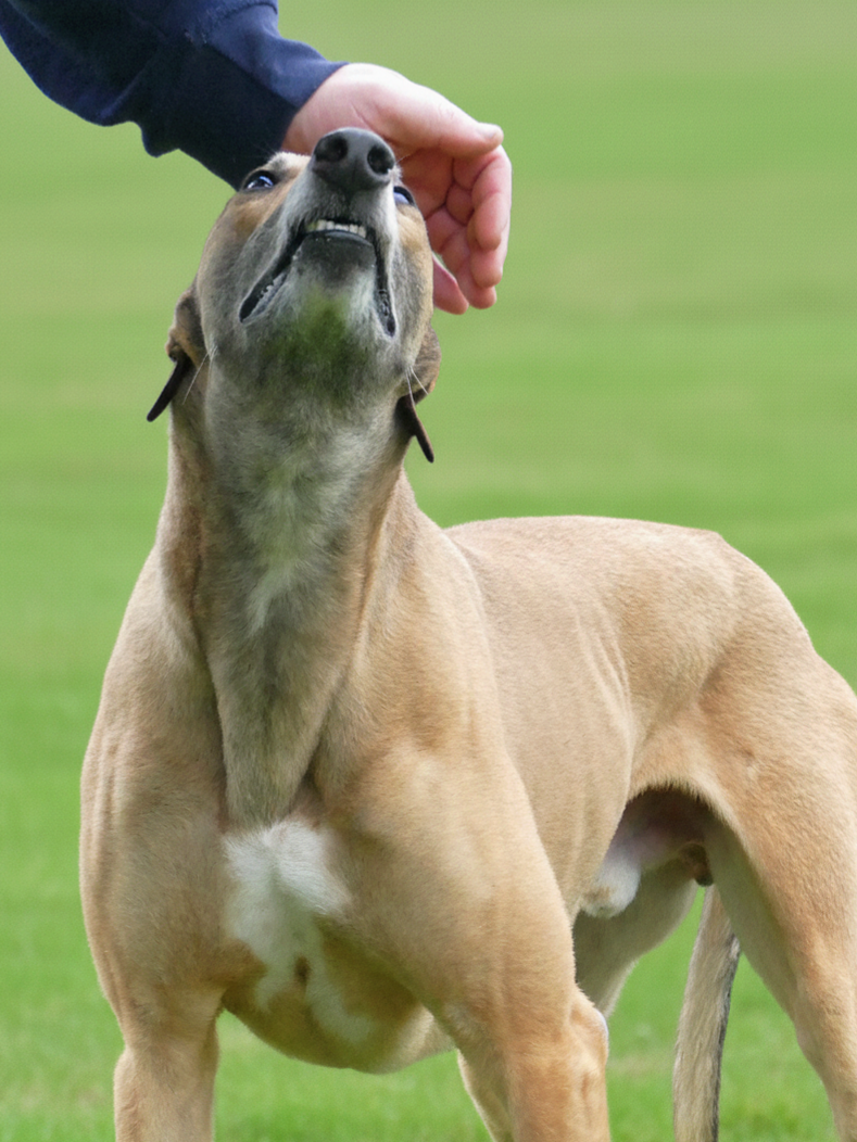A tan and white dog, likely a Rhodesian Ridgeback, being petted under the chin by a person. The dog is outdoors on a grassy field, looking up with its mouth open.
