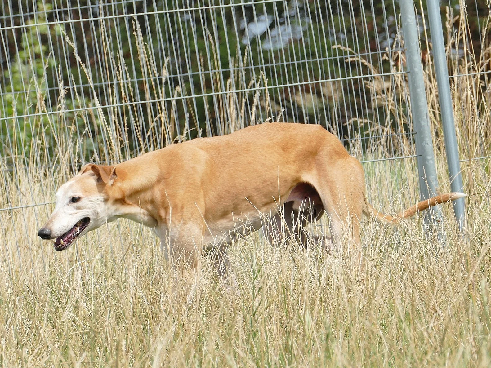 A tan dog standing in tall grass next to a wire fence, with plants in the background.