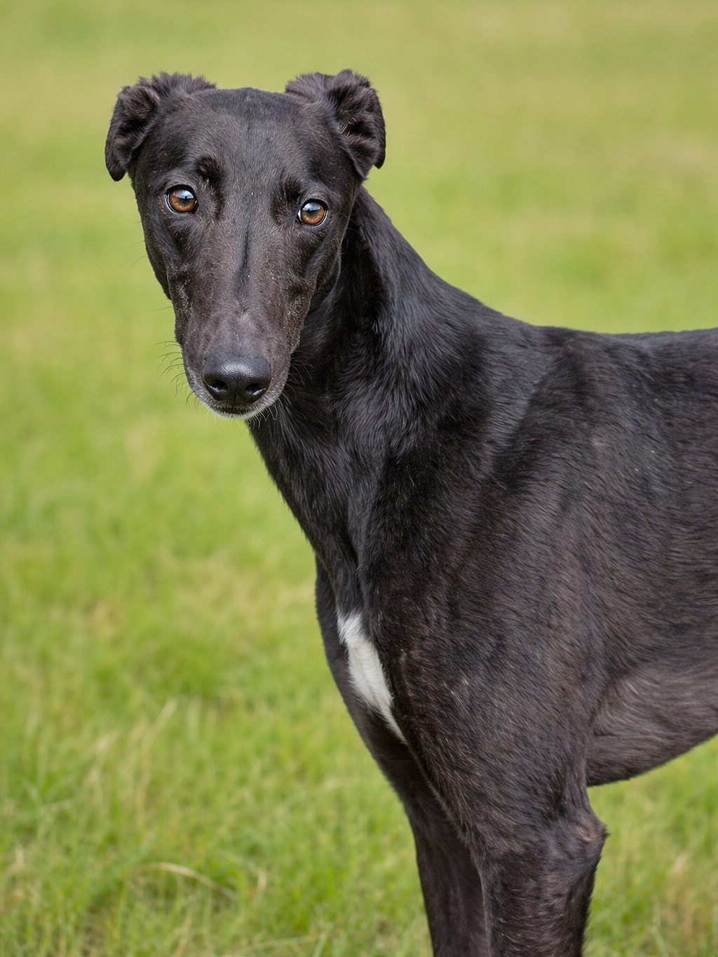 A black dog with a white patch on its chest standing on green grass, looking at the camera with a curious expression.