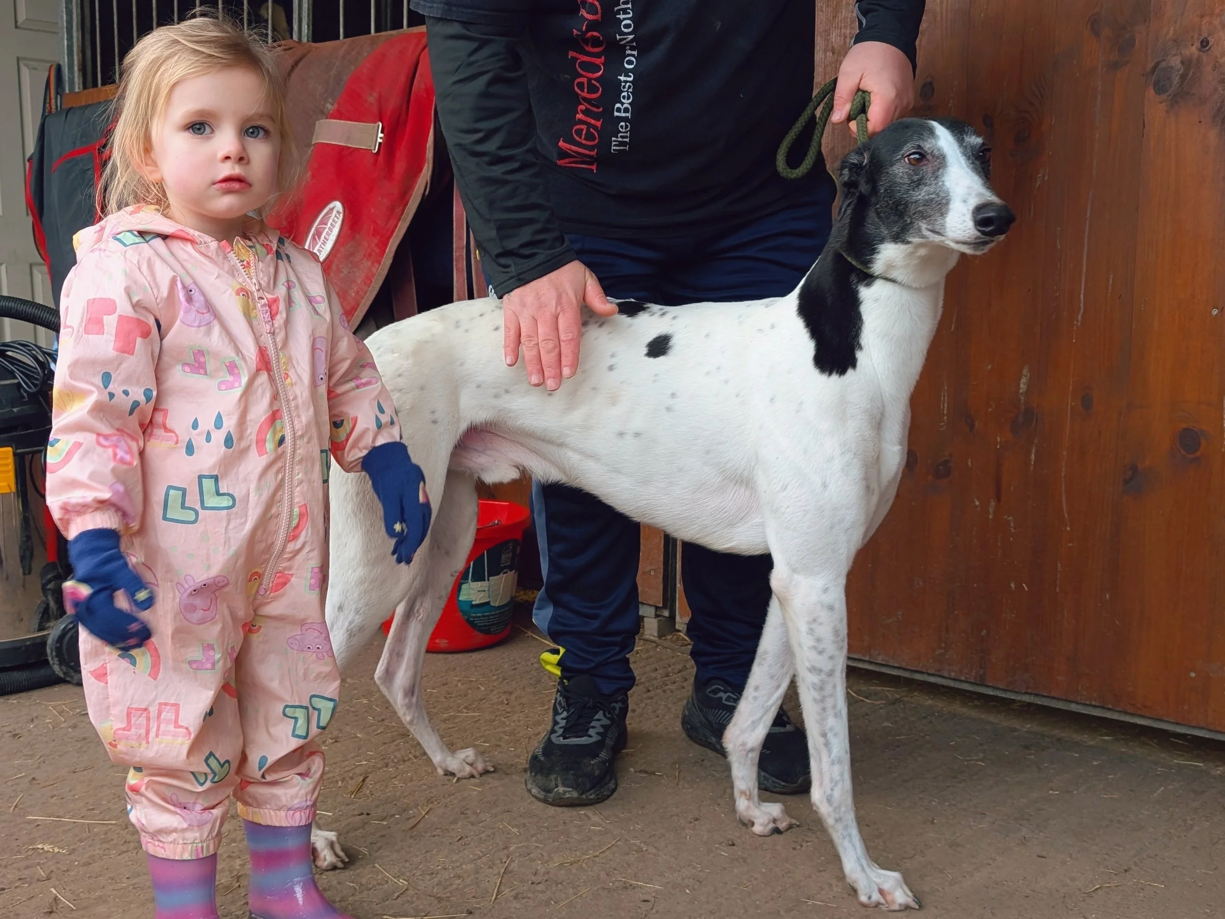 A young girl in a pink raincoat and rain boots stands next to a white and black greyhound dog being held by a person. The scene appears to be inside a barn or similar setting.