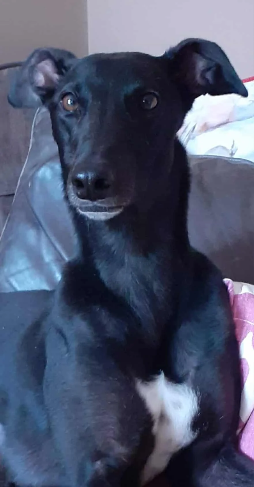 A black dog with tan markings on its chest and near its nose, sitting on a couch with a pillow and blanket in the background.