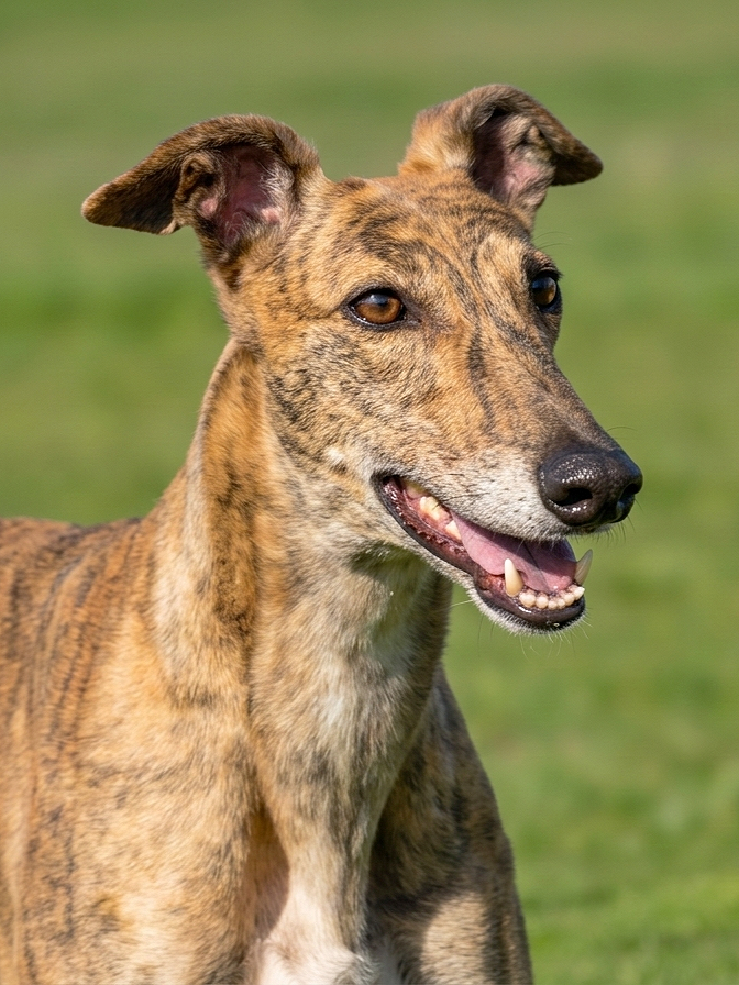 A brown brindle dog with pointy ears and a happy expression, standing outdoors on a grassy area.