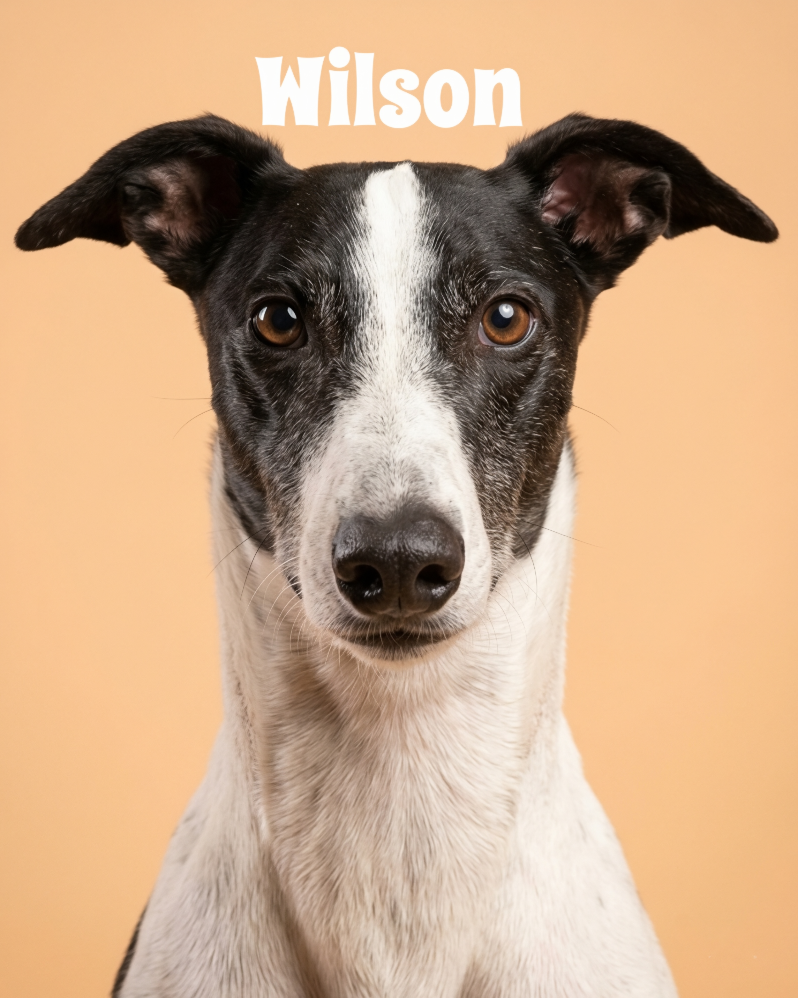 Close-up photo of a black and white dog named Wilson, with a white stripe on its face, on a beige background.