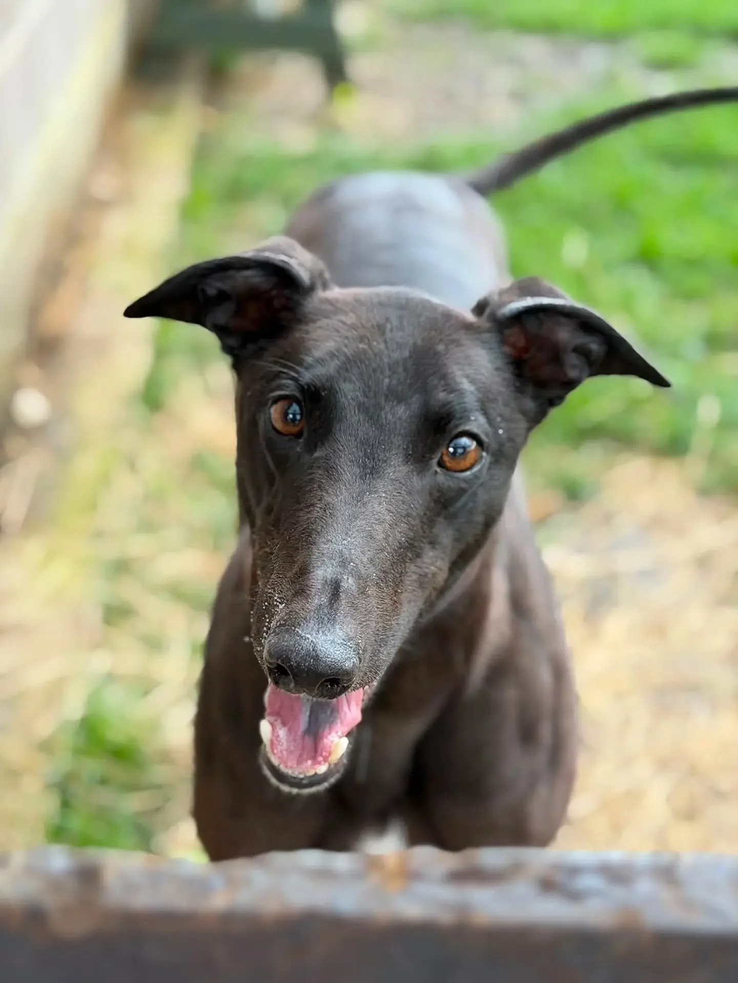 Black dog with brown eyes and hanging ears, panting with tongue out, looking through a wooden barrier outdoors.