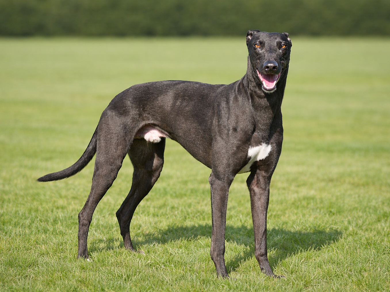 A black dog with a white patch on its chest standing on green grass in an open field, looking at the camera with its mouth open.