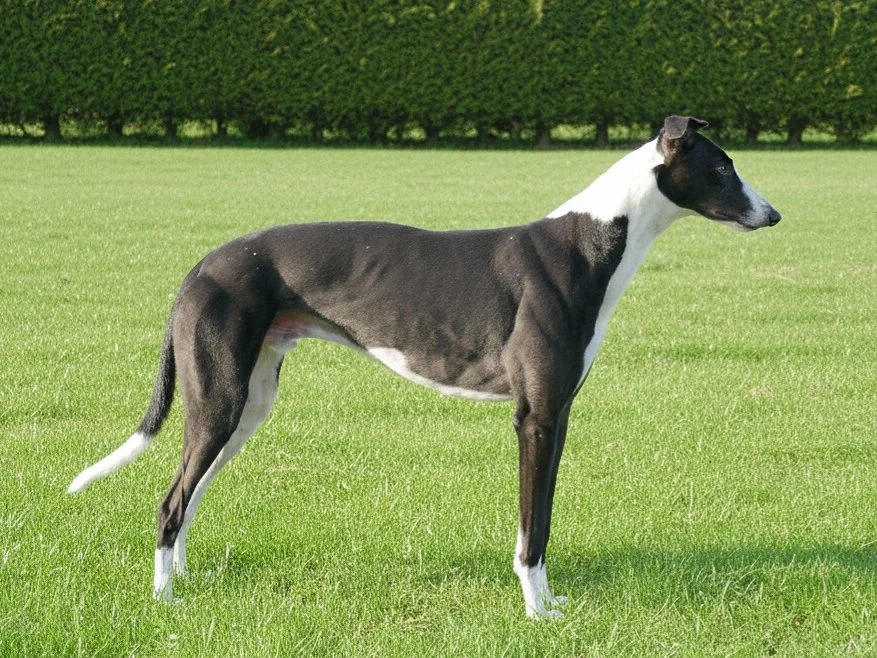 A greyhound dog standing on a grassy field with a hedge in the background.