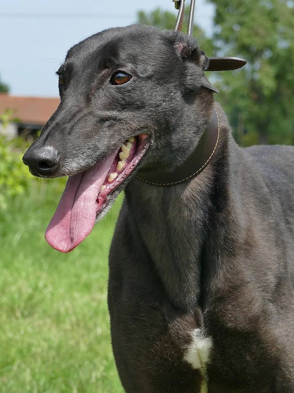 Black Greyhound dog with its tongue hanging out outdoors on a grassy area.