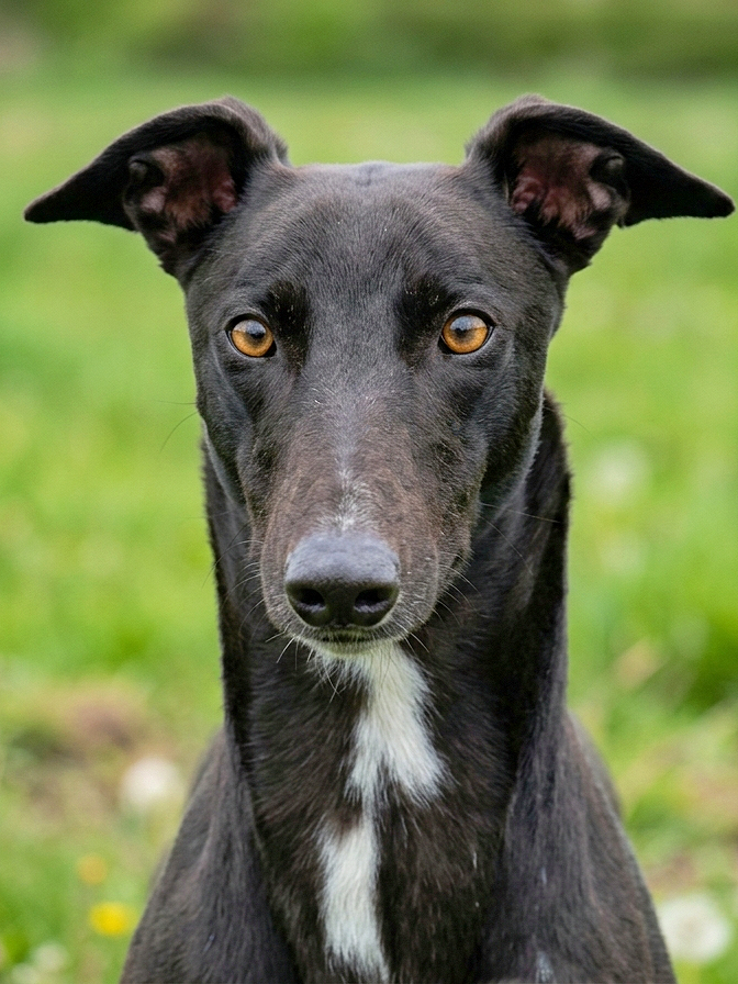 Close-up of a black dog with amber eyes, a long snout, and a white patch on its chest, standing outdoors on green grass.