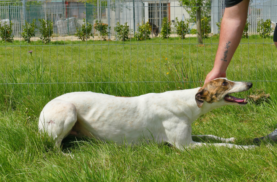 A person wearing black shirt petting a white dog with brown and black markings on its head, lying on green grass inside a fenced area, with trees and fallen yellow flowers in the background.
