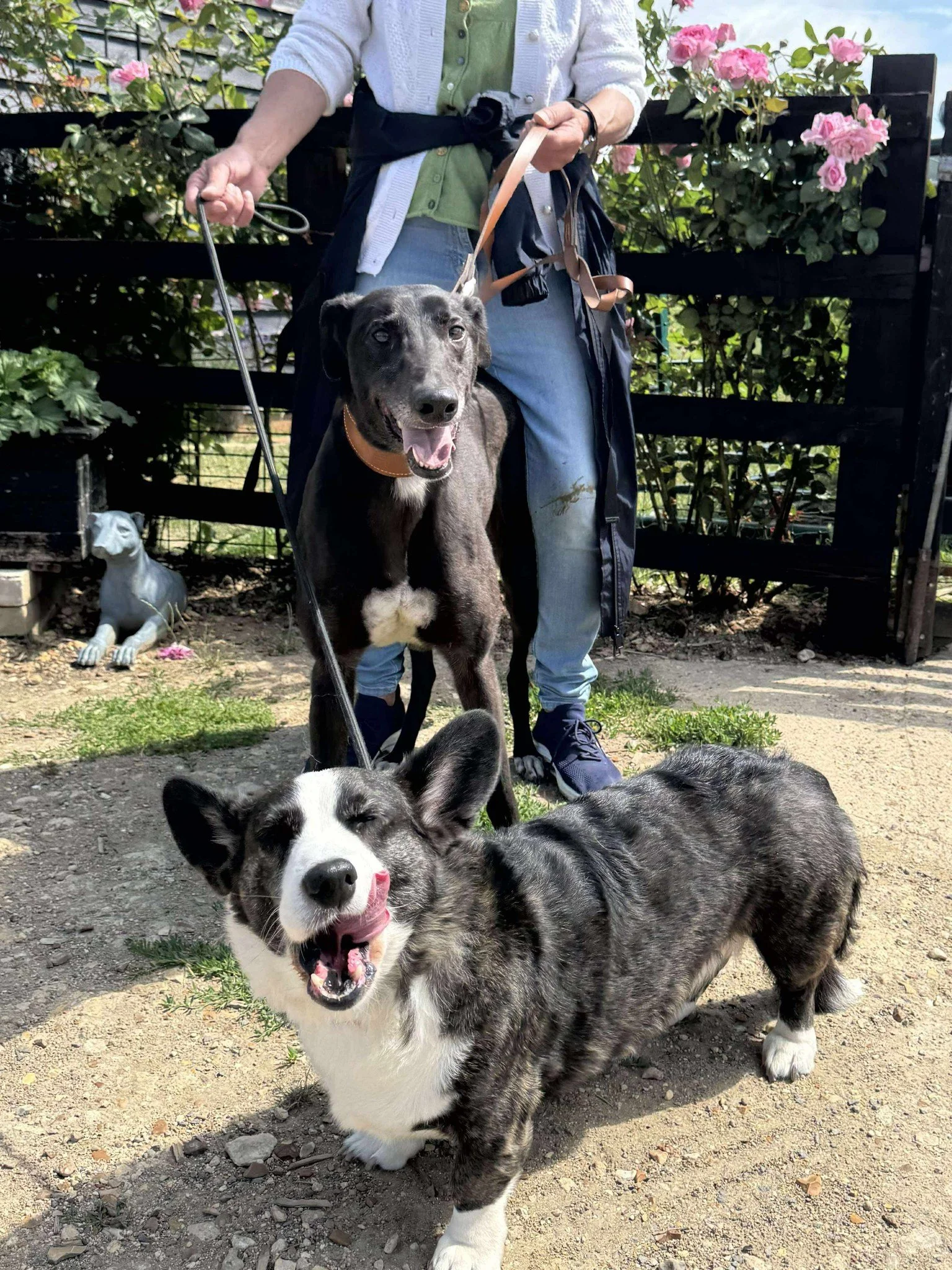 Two dogs, one black and white and one black and tan, with an person standing behind them. The person is holding the leashes of both dogs. The scene is outdoors with a black fence and pink flowers in the background.